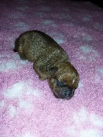 Staffi'n red - Staffordshire Bull Terrier - Portée née le 19/10/2015
