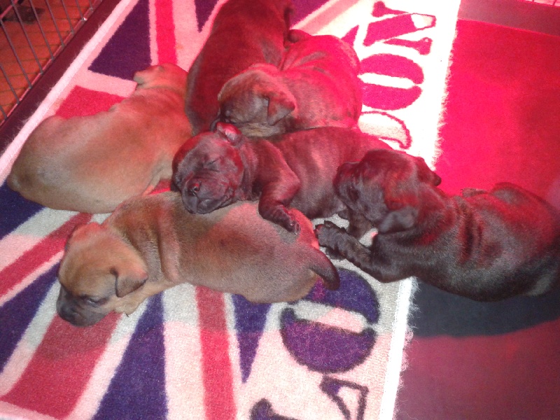 Staffi'n red - Staffordshire Bull Terrier - Portée née le 24/01/2013