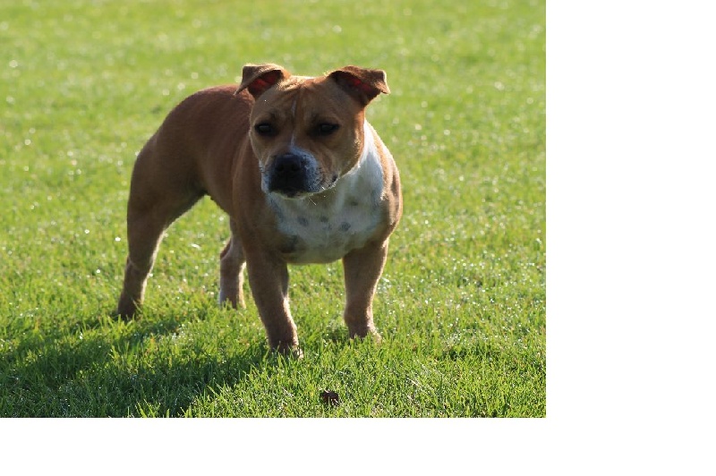 Hizya de Staffi'n red