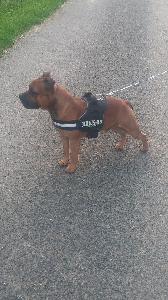 Inter Staffi'n red