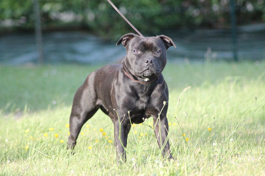 CH. Ithais lord jesukay at staffi'n red Black Bulldiamonds