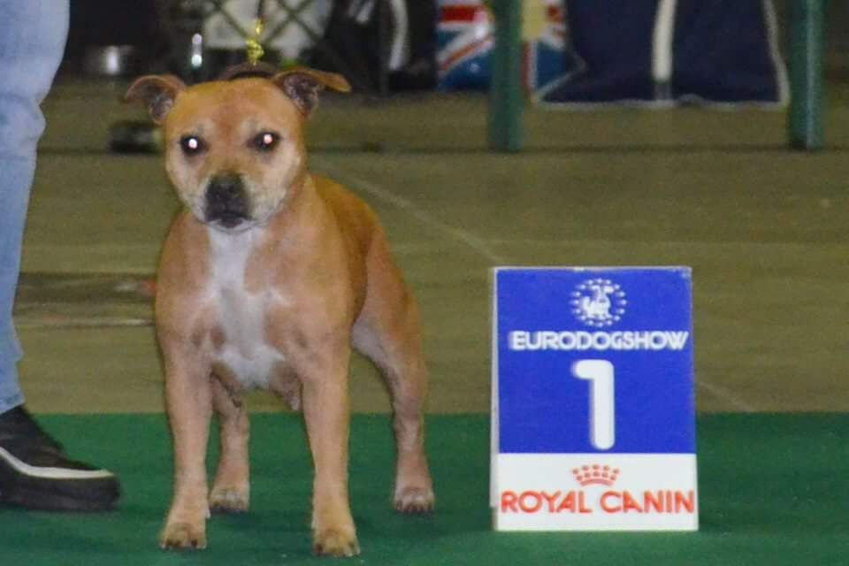 CH. Chaina ll Of Honey's Bulls