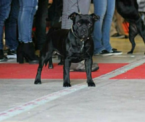 CH. Meily little ithais Staffi'n red
