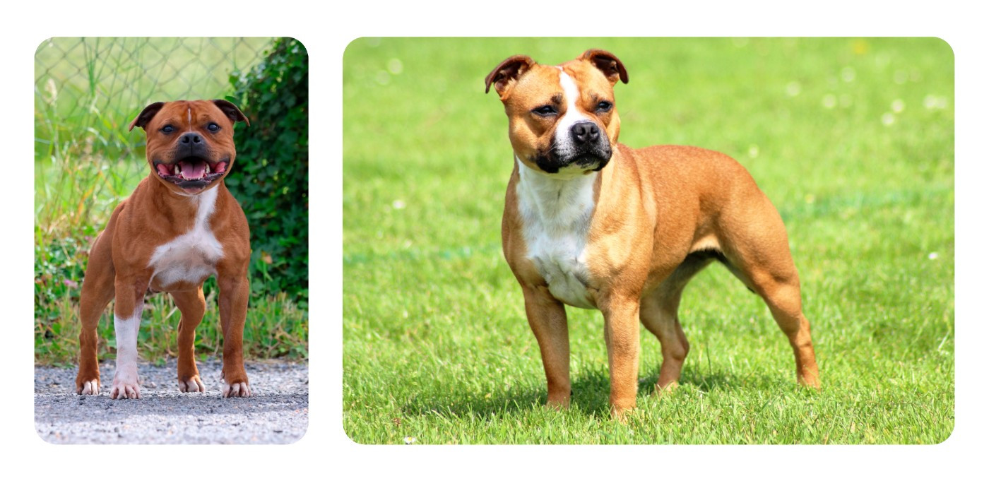 Mariage Sigyn & Mario