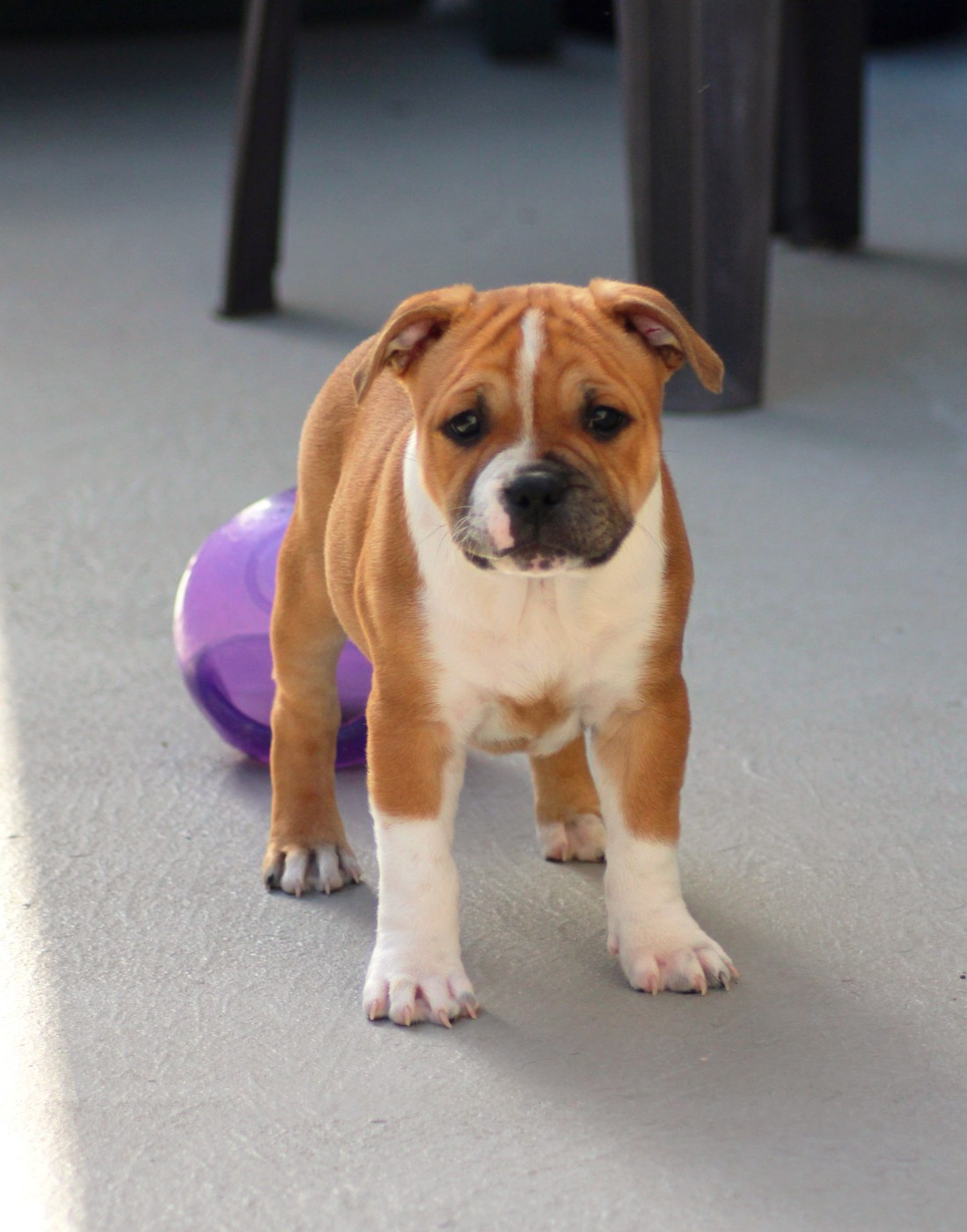 Staffi'n red - Chiots disponibles - Staffordshire Bull Terrier