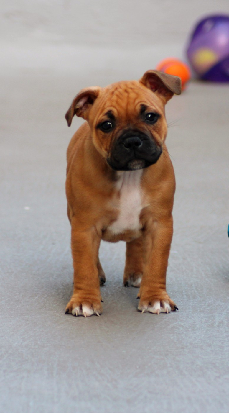 Staffi'n red - Chiots disponibles - Staffordshire Bull Terrier