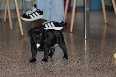 CHIOT 1